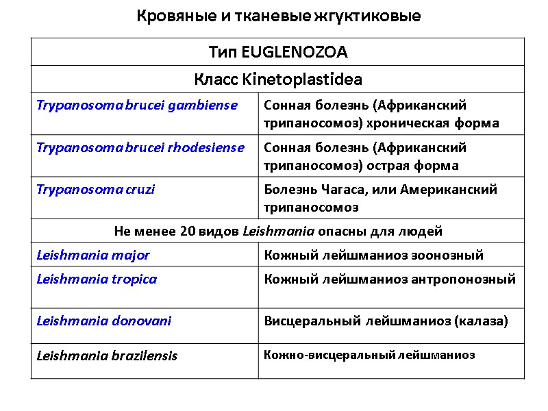 Кровяные и тканевые жгуктиковые